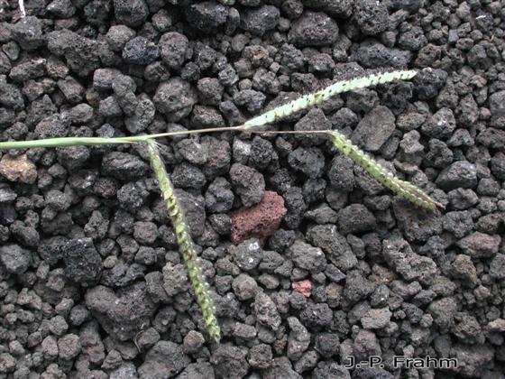 Paspalum dilatatum Poir.